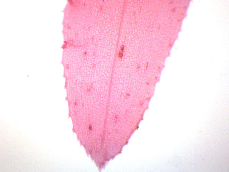 [Australia - AusPower] - 10pk Elodea, Submerged Leaf - Prepared Microscope Slides - 75 x 25mm - Classroom Pack, 10 Slides in Storage Case - Microscopy - Eisco Labs Pack of 10 
