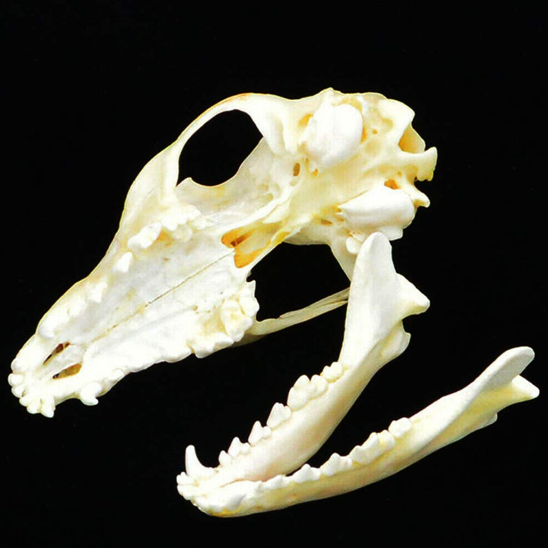 [Australia - AusPower] - Wixine 1Pcs Real Red Fox Bones Skull Fox Head Skeleton Natural Teeth Bone Specimen Model 