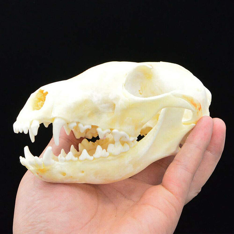 [Australia - AusPower] - Wixine 1Pcs Real Red Fox Bones Skull Fox Head Skeleton Natural Teeth Bone Specimen Model 
