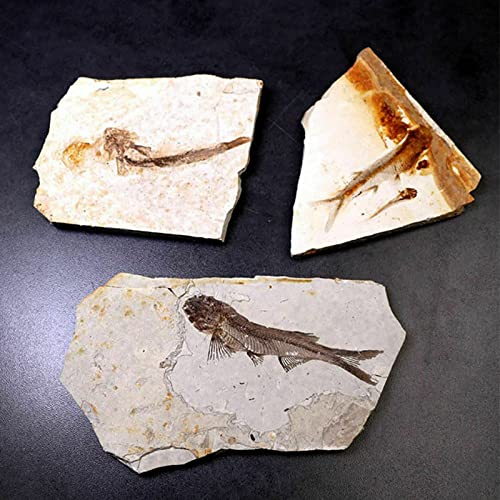[Australia - AusPower] - Comimark 1Pcs 150 Million Years Ago Genuine Bony Fosslien Lycoptera Real Fossil Fish China 