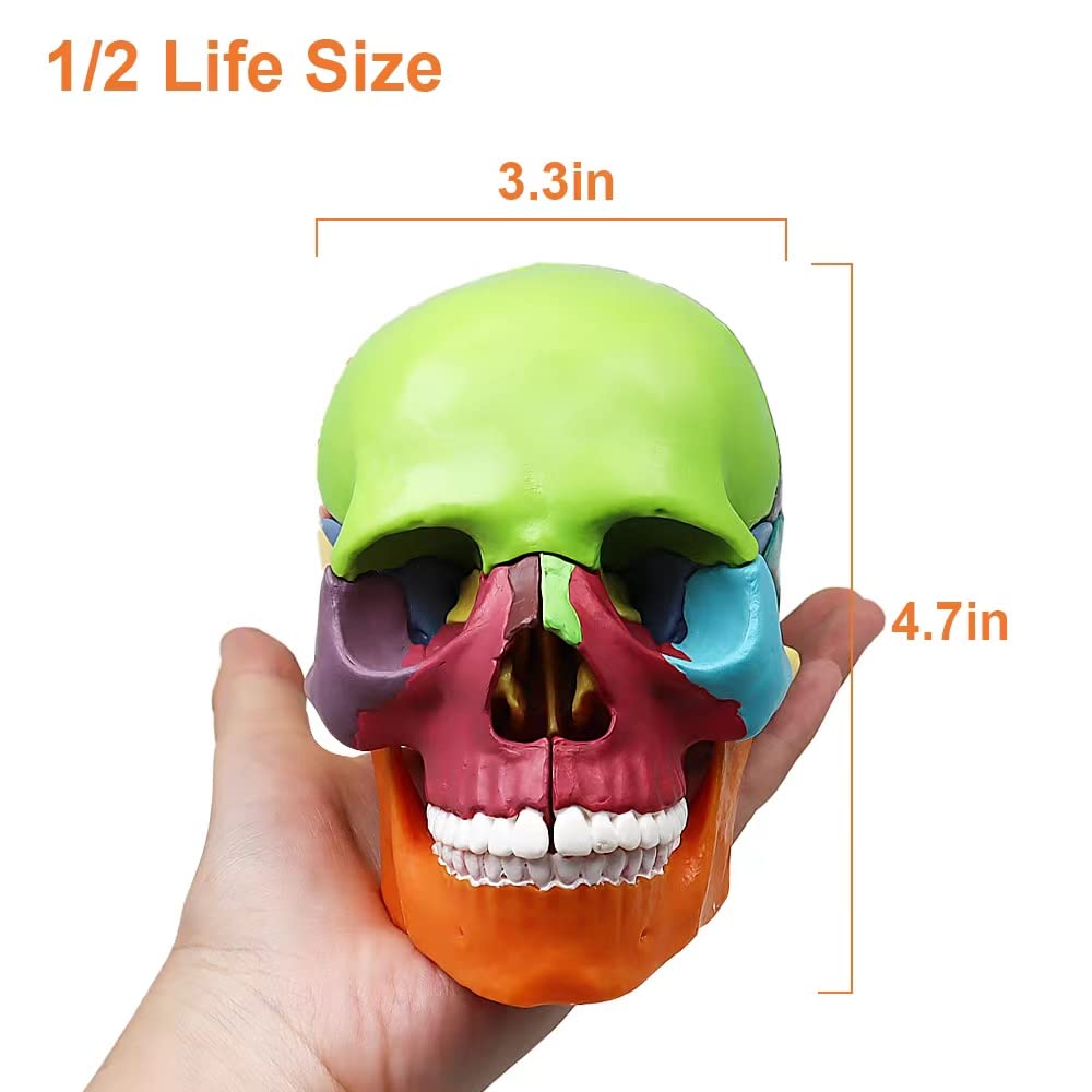 [Australia - AusPower] - Anatomy Skull Model Aliwovo Human Anatomical Skull 15-Parts Puzzle Mini Colorful Medical Model with Color Study Manual, Teaching-Learning Tool puzzle skull 