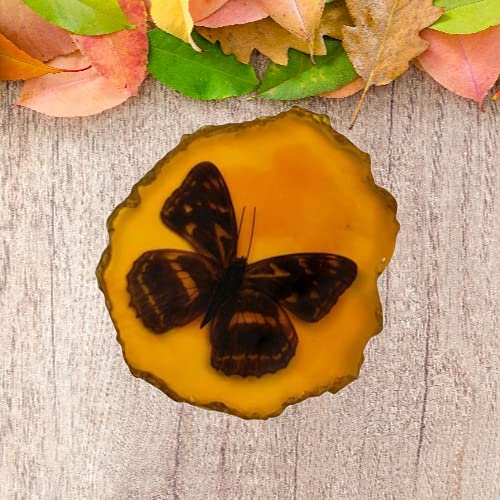 [Australia - AusPower] - IMIKEYA Amber Fossil with Insects Samples Stones Crystal Specimens Home Decorations Collection Pendant Butterfly Picture 3 
