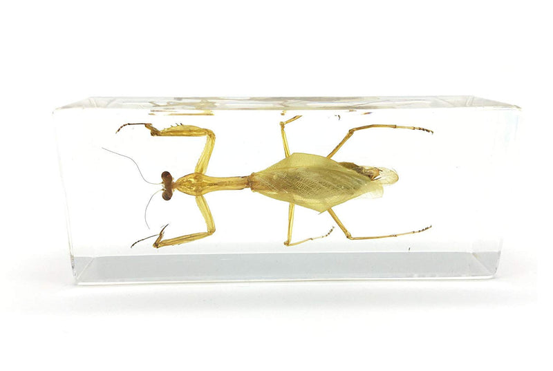 [Australia - AusPower] - Praying Mantis(Mantis)(rearhorse) Paperweight Specimen Science Education Specimens(4.4x1.6x1.1") 