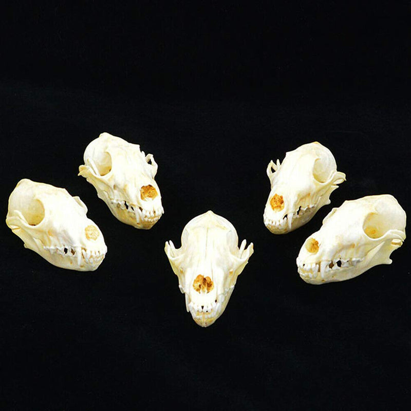 [Australia - AusPower] - Wixine 1Pcs Real Red Fox Bones Skull Fox Head Skeleton Natural Teeth Bone Specimen Model 