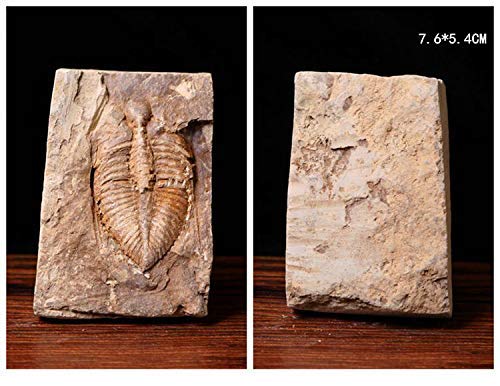 [Australia - AusPower] - Sunnyhill Real Trilobite Fossil Come from Western Hunan of China 450 Million Years ago 