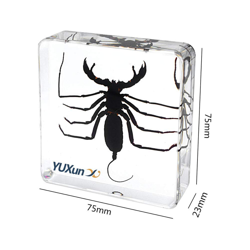 [Australia - AusPower] - Real Animal Insect Whip Scorpion Specimen Paperweight Typopeltis Niger Taxidermy Science Classroom Specimen for Science Education 