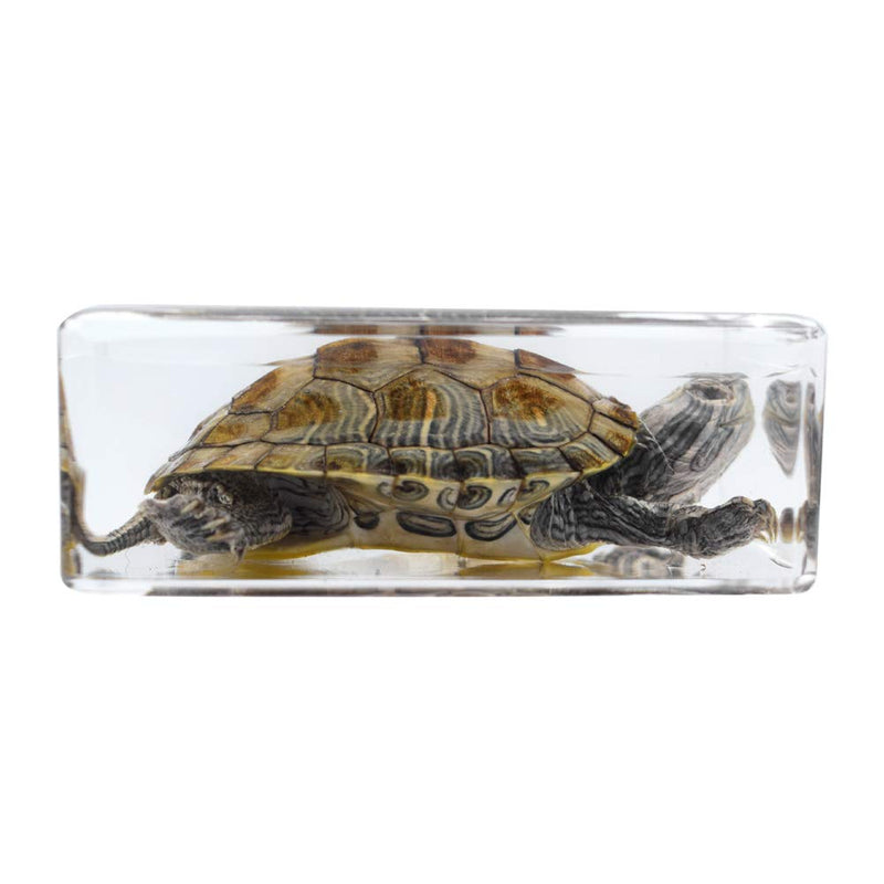 [Australia - AusPower] - Real Turtle Specimen Paperweight Brazil Turtle Tortoise Animal Specimen Science Classroom Specimen foe Science Education 