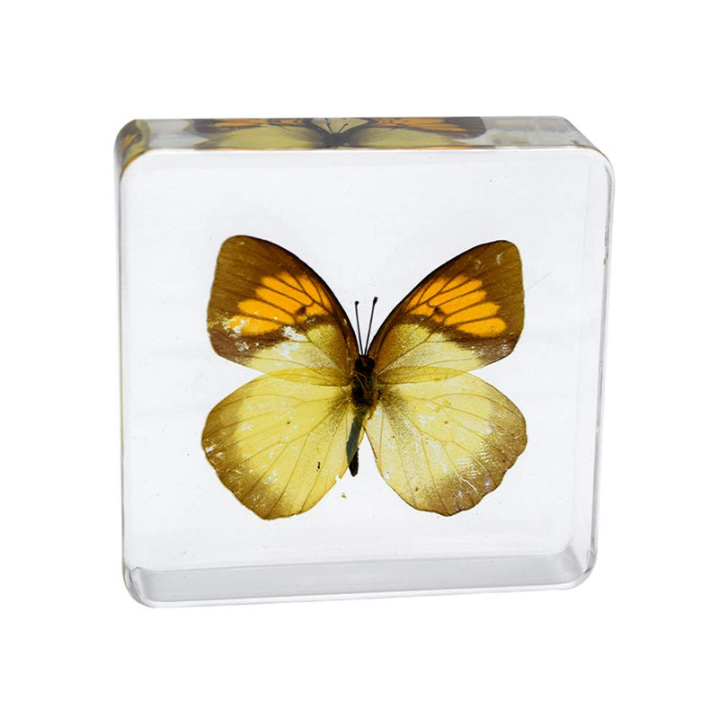 [Australia - AusPower] - Cherish XT Real Insect Butterfly Specimen Paperweight Animal Taxidermy Collection Display Sciecne Classroom Specimen for Science Education (Butterfly 13) Butterfly 13 