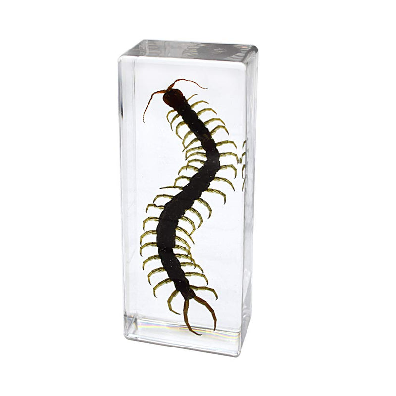 [Australia - AusPower] - Cherish XT Real Animal Scolopendra subspinipes Centipede Specimen Paperweight Science Classroom Taxidermy for Science Education 