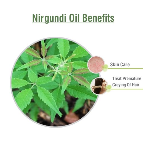 [Australia - AusPower] - Nirgundi Oil (Vitex negundo) Therapeutic Essential Oil 100% Natural & Pure Undiluted Uncut Cold Pressed Aromatherapy Premium Oil Therapeutic Grade - 30 ML with Dropper 