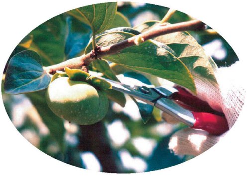 [Australia - AusPower] - Chika masa stainless bud shears T-550S (japan import) 