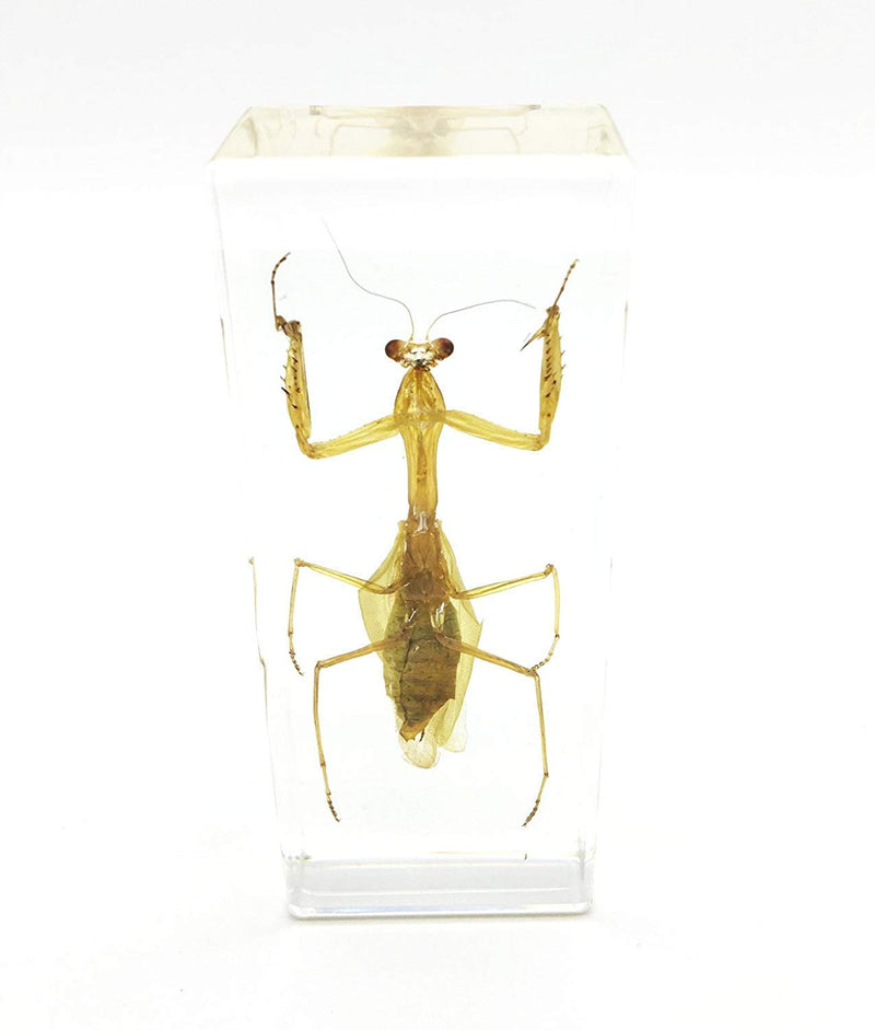 [Australia - AusPower] - Praying Mantis(Mantis)(rearhorse) Paperweight Specimen Science Education Specimens(4.4x1.6x1.1") 