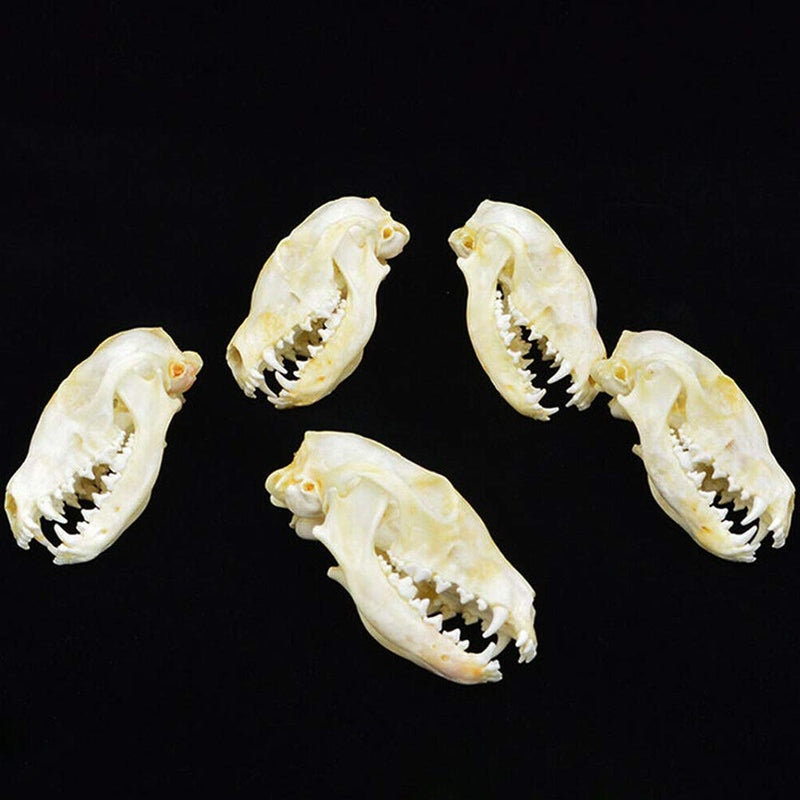 [Australia - AusPower] - Wixine 1Pcs Real Red Fox Bones Skull Fox Head Skeleton Natural Teeth Bone Specimen Model 