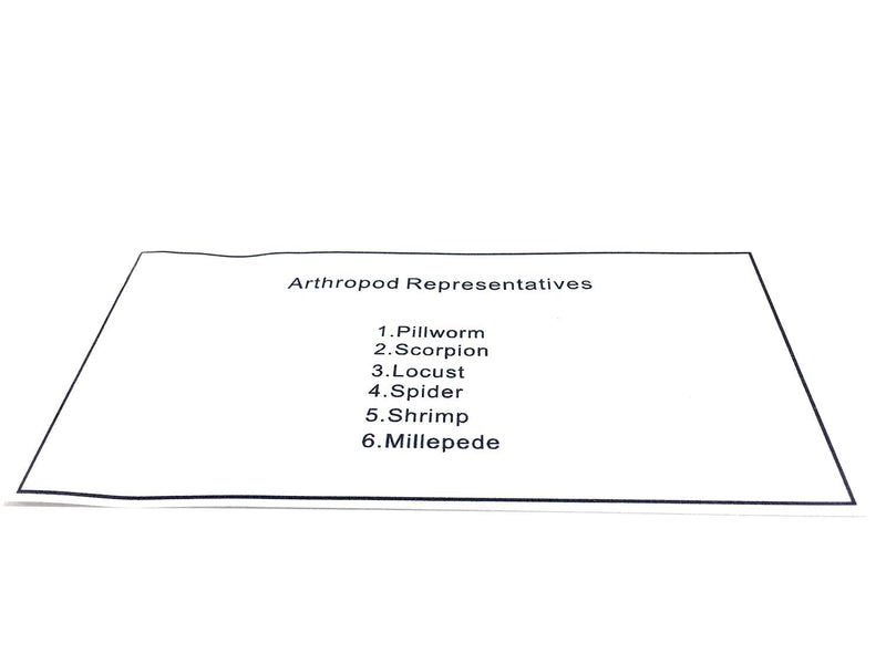 [Australia - AusPower] - (6 Arthropods) Arthropod（Tardigrade） Representatives Paperweight Science Classroom Specimens for Science Education(6.5x3x1 Inch) 