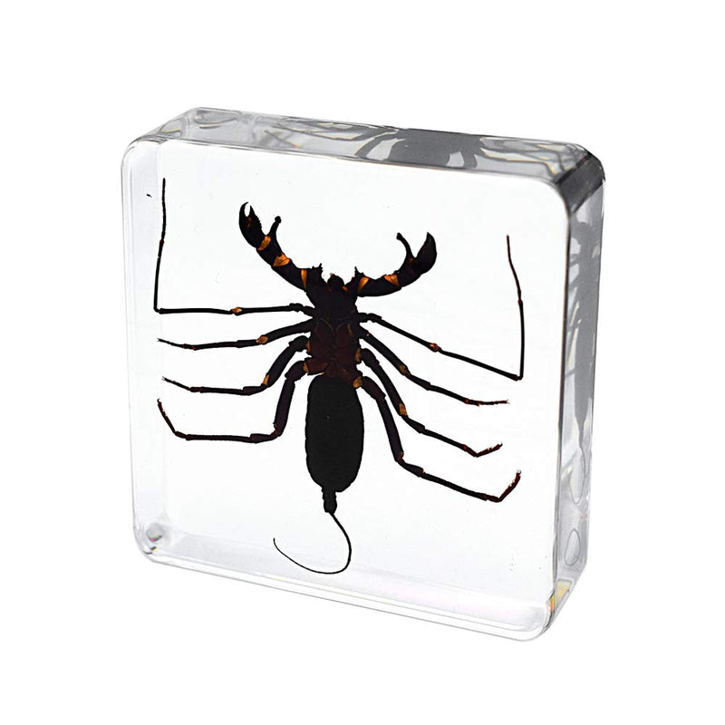 [Australia - AusPower] - Real Animal Insect Whip Scorpion Specimen Paperweight Typopeltis Niger Taxidermy Science Classroom Specimen for Science Education 