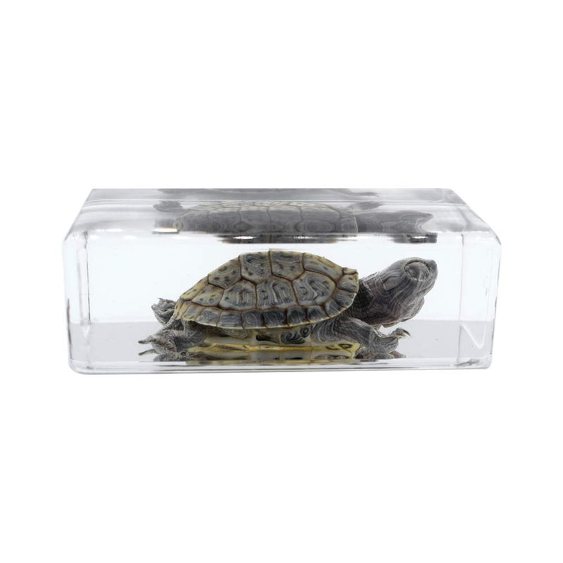 [Australia - AusPower] - Cherish XT Real Marine Animal Trachemys scripta elegans Tortoise Specimen Paperweight Animal Science Classroom Specimen for Science Education 