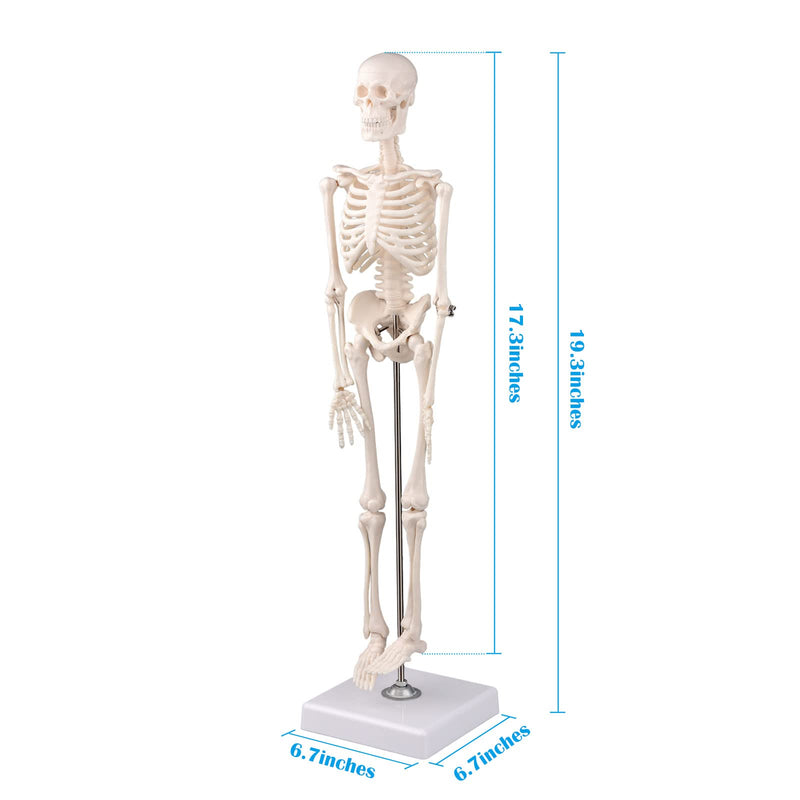[Australia - AusPower] - Ultrassist Mini Human Skeleton Model, 17 Portable Skeleton Bone Model with Removable Skull, Arms & Legs, Great Teaching Tool for Physiological Education and Human Skeletal System Study 17" Desktop skeleton model 