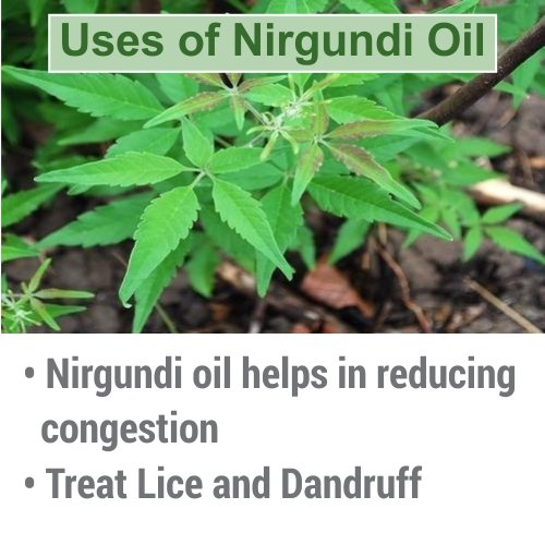 [Australia - AusPower] - Nirgundi Oil (Vitex negundo) Therapeutic Essential Oil 100% Natural & Pure Undiluted Uncut Cold Pressed Aromatherapy Premium Oil Therapeutic Grade - 30 ML with Dropper 