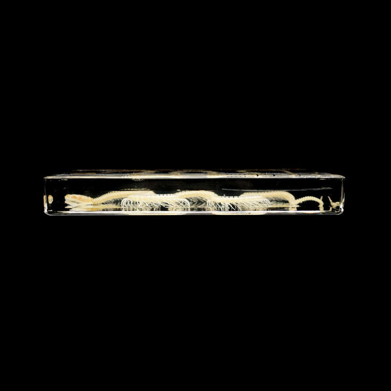 [Australia - AusPower] - Real Snake Skeleton Animal Specimen in Acrylic Block Paperweights Science Classroom Specimens for Science Education 
