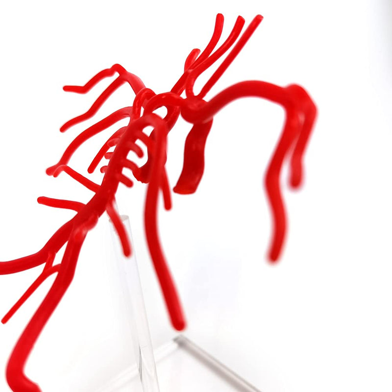 [Australia - AusPower] - Evotech Brain Artery Model, Life Size Intracranial Artery Model, Shows Internal Carotid Artery, Willis Circle and Basillary Artery & Their Branches. On a Plexiglass Base 