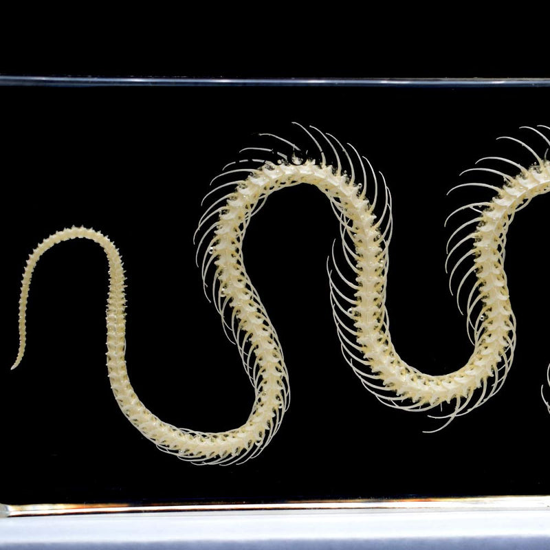 [Australia - AusPower] - Real Snake Skeleton Animal Specimen in Acrylic Block Paperweights Science Classroom Specimens for Science Education 