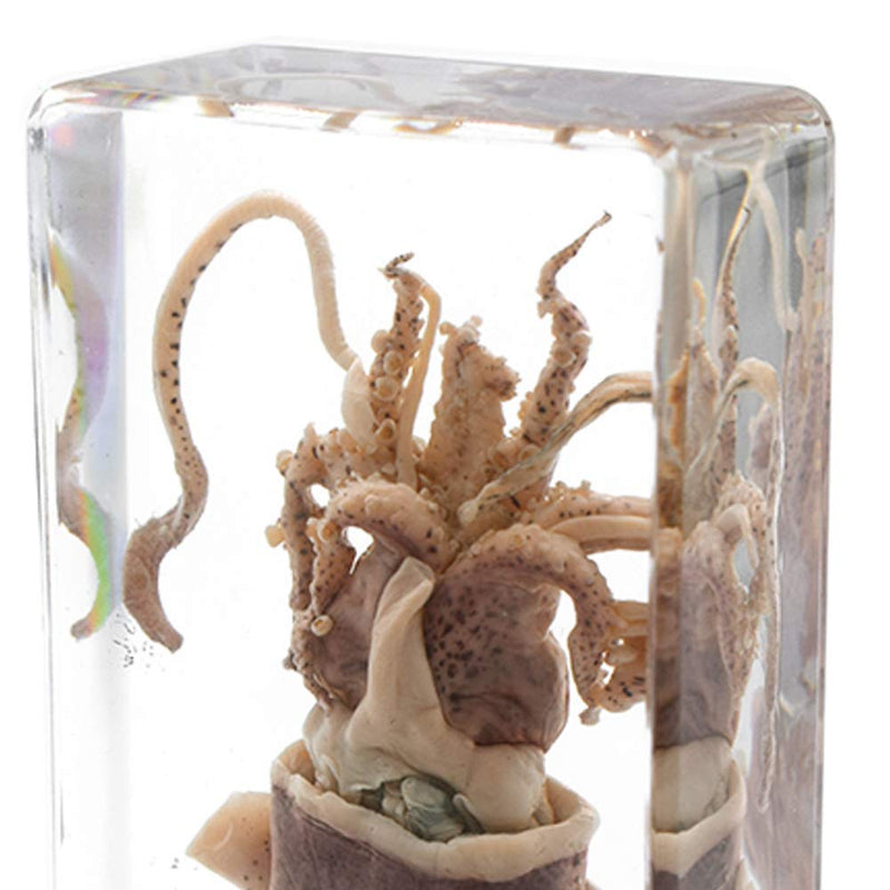 [Australia - AusPower] - Squid Cuttlefish Animal Specimen in Acrylic Block Paperweights Sea Specimen Science Classroom Specimens for Science Education 
