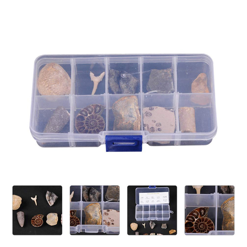 [Australia - AusPower] - Baluue 10pcs Fossil Collection Kit Paleontology Fossil Specimens Includes a Shark Tooth Fossil Ammonite Shell Pair Trilobite and Orthoceras 