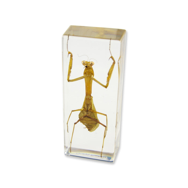 [Australia - AusPower] - REALBUG Praying Mantis Paperweight (1 5/8 x 4 3/8 x 1 1/8") 