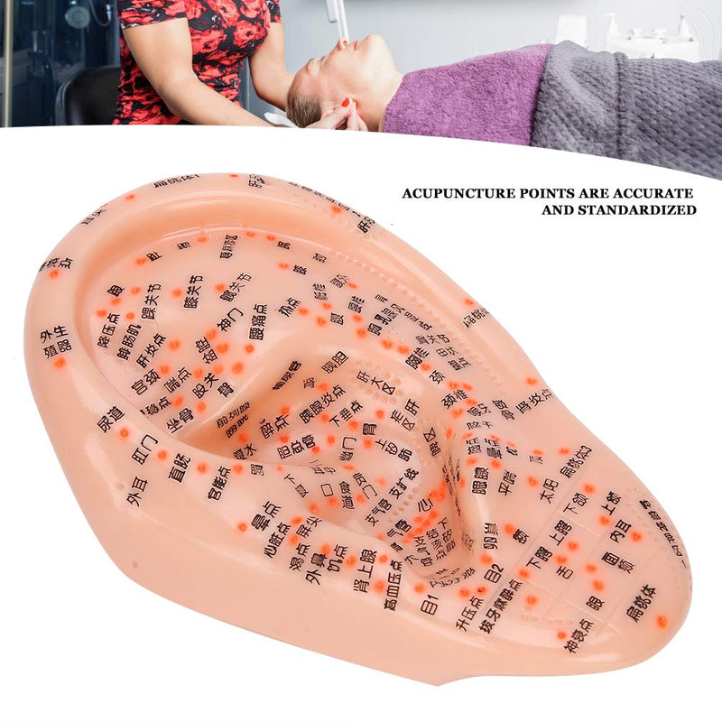 [Australia - AusPower] - Human Ear Acupuncture Model with Acupuncture Points Ear Massage Model 