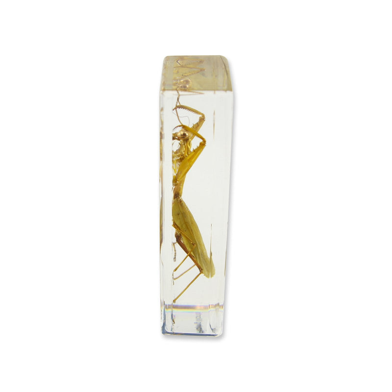 [Australia - AusPower] - REALBUG Praying Mantis Paperweight (1 5/8 x 4 3/8 x 1 1/8") 