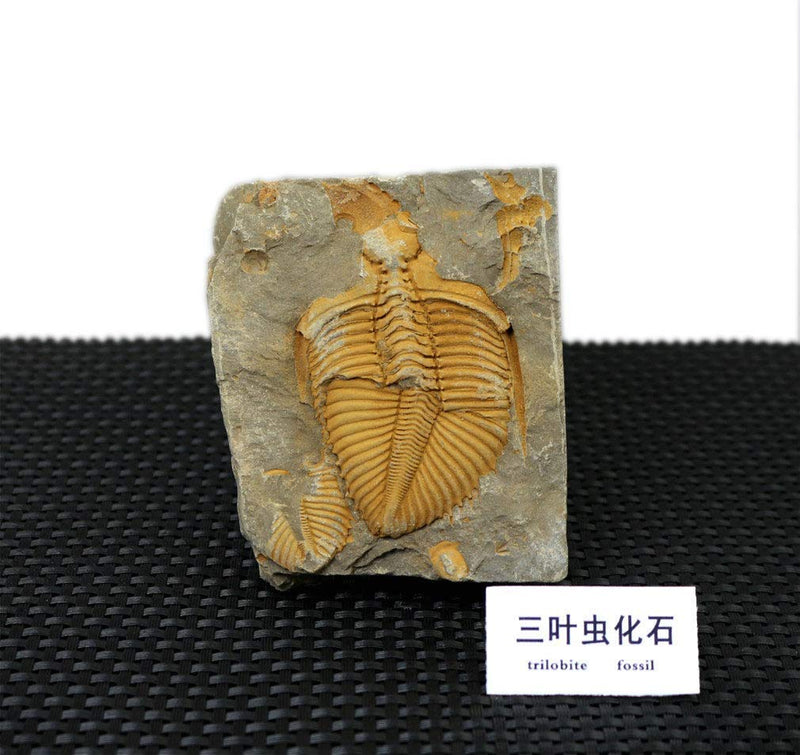 [Australia - AusPower] - Sunnyhill Real Trilobite Fossil Come from Western Hunan of China 450 Million Years ago 