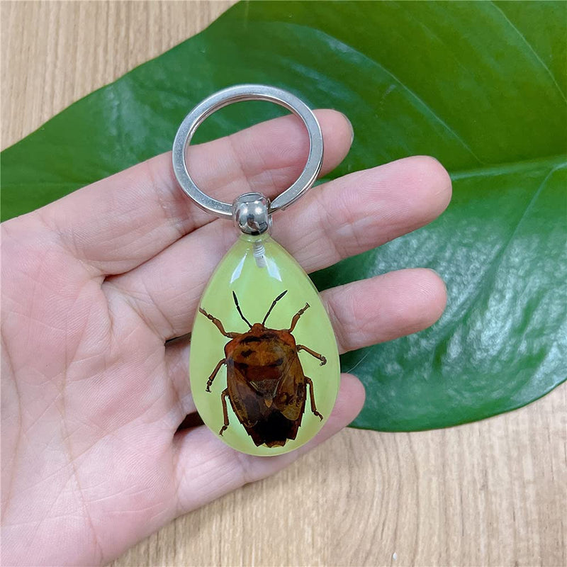 [Australia - AusPower] - QTMY 6 Pack Insect in Resin Specimen Collection Luminous Glow in The Dark Keychain Keyring ,Halloween Christmas Science Classroon Decor Kits Set Education 