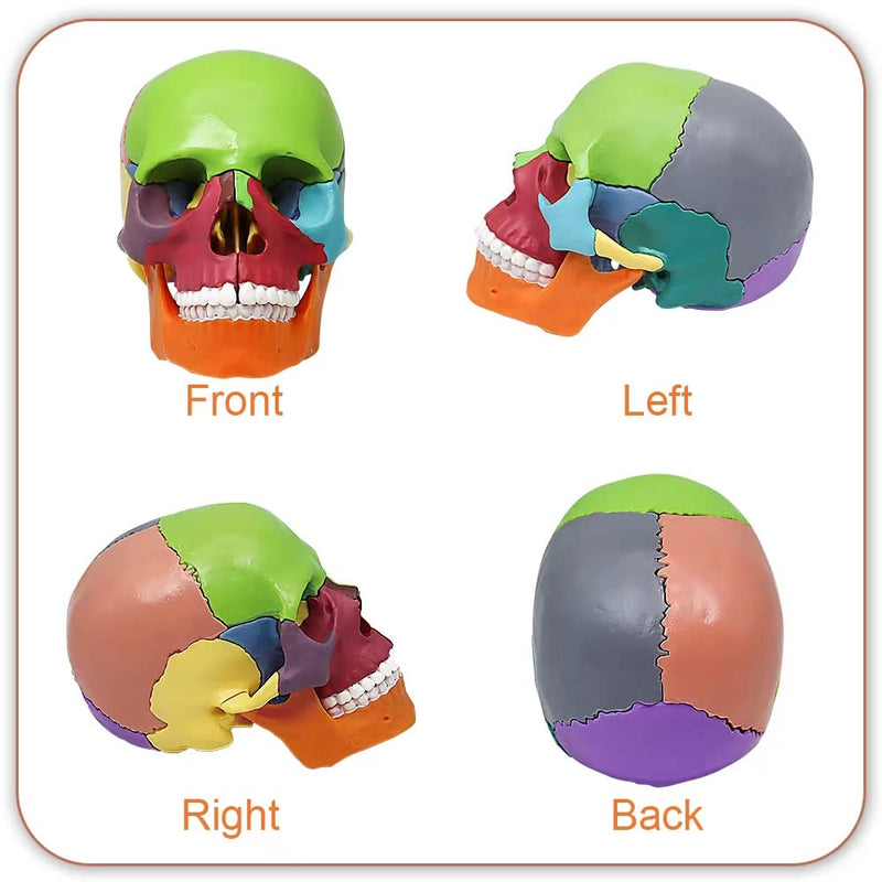 [Australia - AusPower] - Anatomy Skull Model Aliwovo Human Anatomical Skull 15-Parts Puzzle Mini Colorful Medical Model with Color Study Manual, Teaching-Learning Tool puzzle skull 