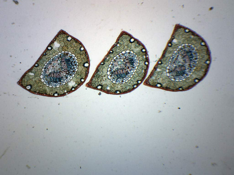 [Australia - AusPower] - Pine Life History Composite - Prepared Microscope Slide - 75 x 25mm - Biology & Microscopy - Eisco Labs Single Slide 