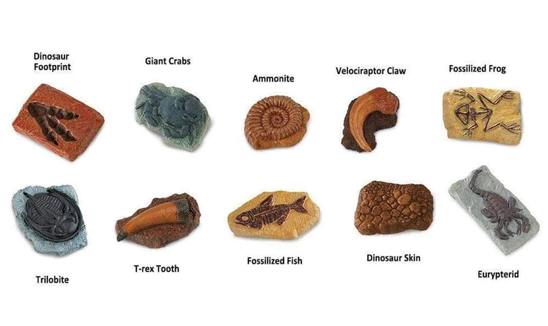 [Australia - AusPower] - Safari Ltd Ancient Fossils TOOB with 10 Toy Figurines Including Dino Footprint, Giant Crab, Ammonite, Raptor Claw, Fossilized Frog, Trilobite, T-Rex Tooth, Fossilized Fish, Dino Skin, and Sea Scorpion 