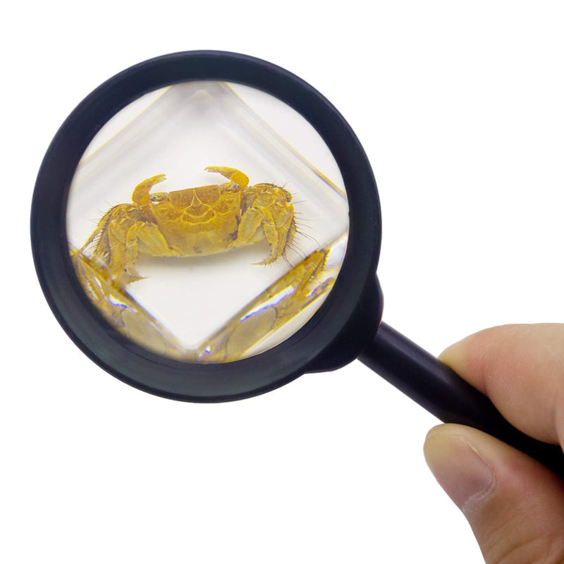 [Australia - AusPower] - EJLIFEBOX 6 PCS Marine Life Specimen Set,Hermit Crab,Fiddler Crab,Starfish,Nassariidae,Sea Cucumber, Chiromantes Dehaani Resin Collection Science Toys 
