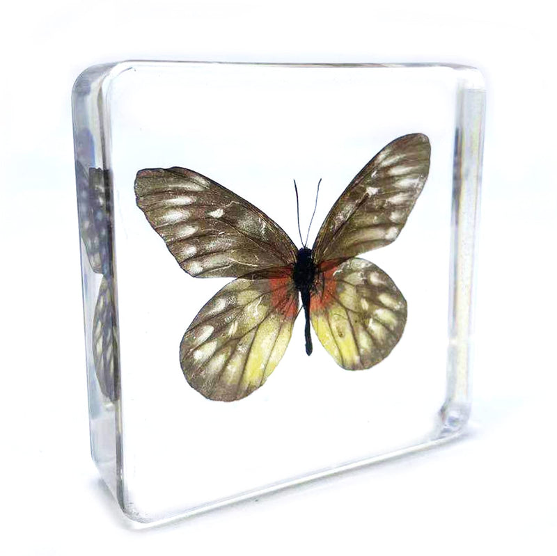 [Australia - AusPower] - Real Butterfly Specimen Specimens Paperweight Paperweights Collection Display (Butterfly 23) Butterfly 23 