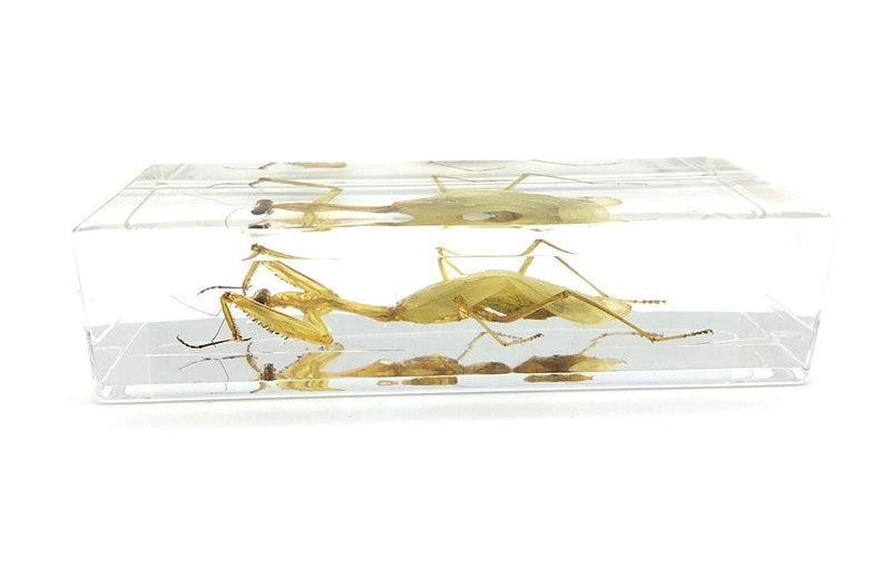 [Australia - AusPower] - Praying Mantis(Mantis)(rearhorse) Paperweight Specimen Science Education Specimens(4.4x1.6x1.1") 