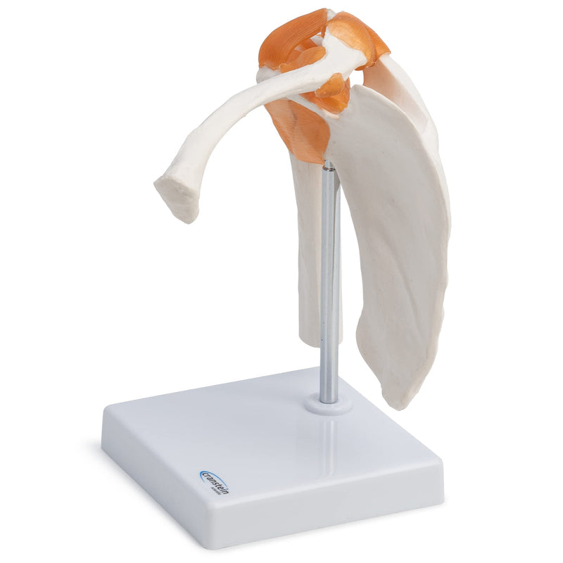 [Australia - AusPower] - Wellden Product Medical Anatomical Human Functional Shoulder Joint Model, Life Size 
