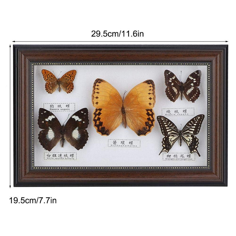 [Australia - AusPower] - eboxer-1 Butterflies Specimen, Exquisite Butterflies Insect Specimen Crafts for Home Office Decorate Ornament Butterfly Wall Art, As a Gift for Friends and Family, 7.7 x 11.6 x 1.6 in (Black Frame) Black Frame 