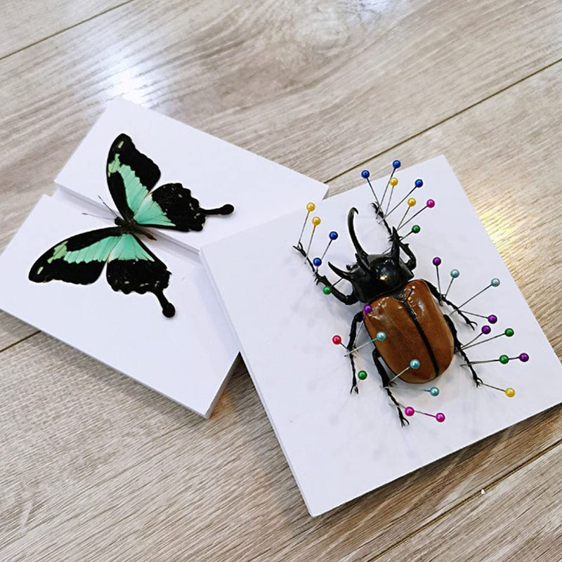 [Australia - AusPower] - iplusmile Insect Display Box, Bug Display Board Insect Pinning Board Butterfly Mounting Spreading Board Specimen Spreading Board for Science Education 