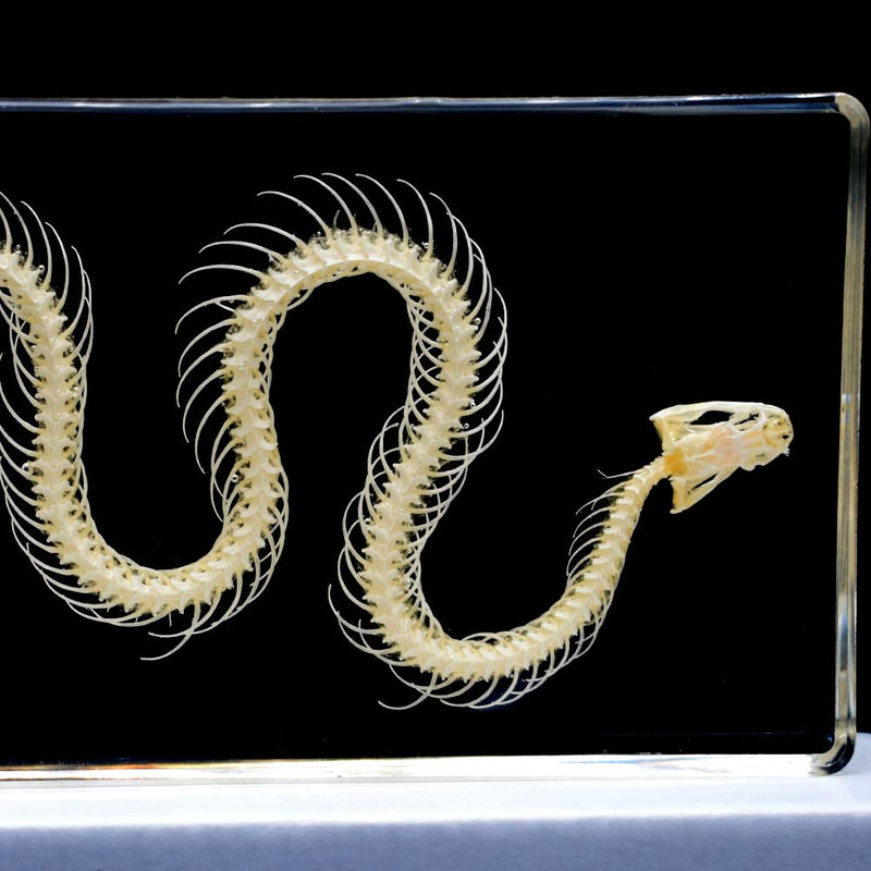 [Australia - AusPower] - Real Snake Skeleton Animal Specimen in Acrylic Block Paperweights Science Classroom Specimens for Science Education 