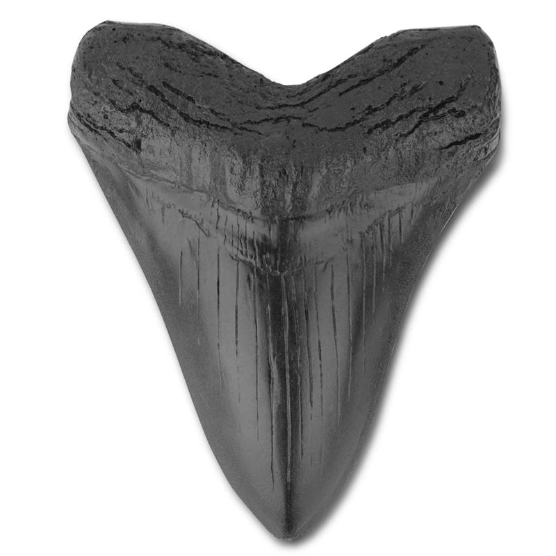 [Australia - AusPower] - Megalodon Shark Tooth Fossil Giant Shark Tooth Megalodon Tooth Replica (Black) 