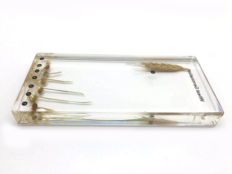 [Australia - AusPower] - Wheat Germination in Acrylic Block Lifecyle of Wheat Biology Science Classroom Specimens (Wheat Germination) Wheat Germination 
