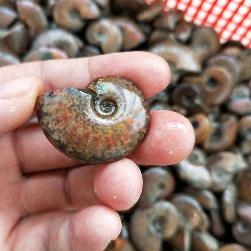 [Australia - AusPower] - Natural Spiral Ammolite Ammonite,Madagascar Stone Specimen Ammonite Iridescent Natural Iridescent Sutured 