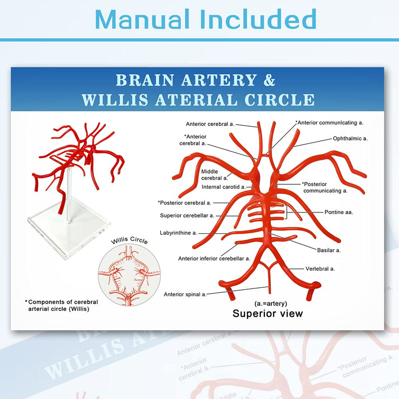 [Australia - AusPower] - Evotech Brain Artery Model, Life Size Intracranial Artery Model, Shows Internal Carotid Artery, Willis Circle and Basillary Artery & Their Branches. On a Plexiglass Base 