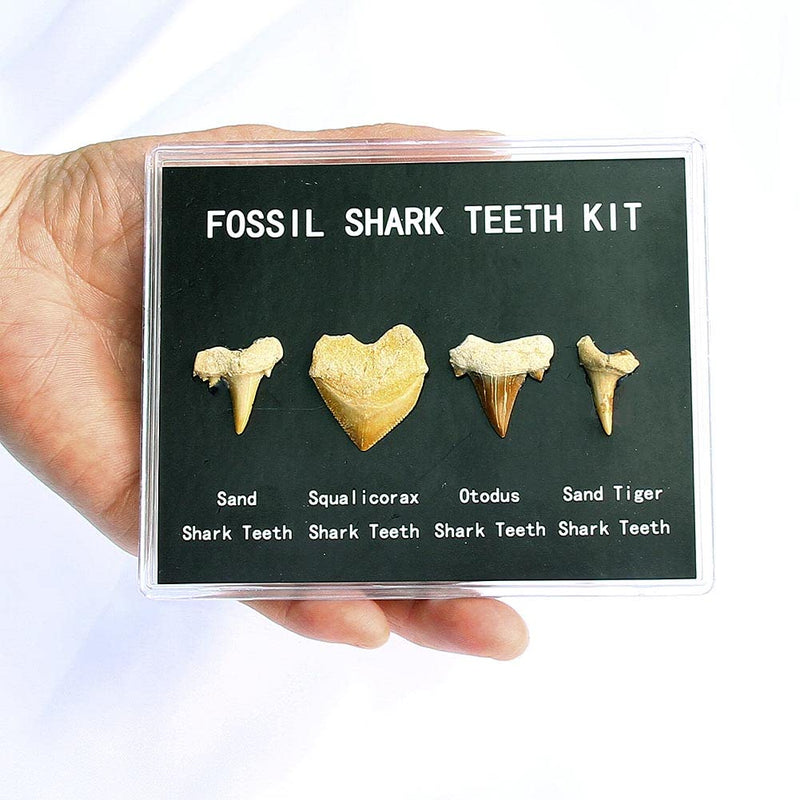 [Australia - AusPower] - SUNNYHILL Shark Teeth Fossils Specimen Shark Gifts Real Prehistoric Shark Tooth Set for Education and Collection 