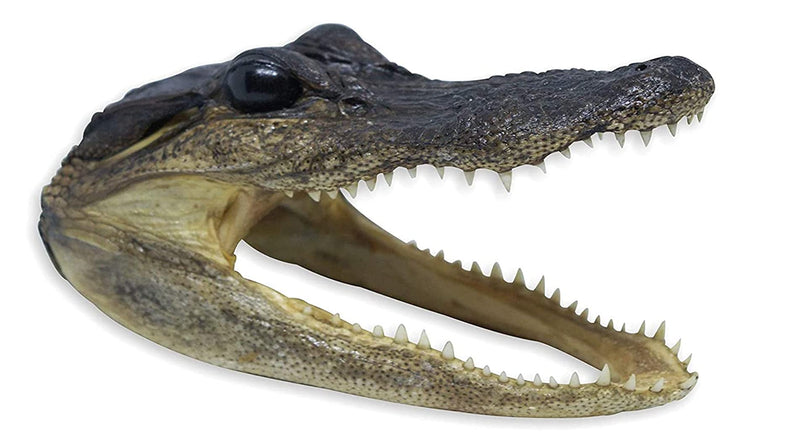 [Australia - AusPower] - Pen Kit Mall - Taxidermy Medium American Alligator Head (7-8 Inch) Authentic Florida Wildlife Real Animal Reptile Skull 