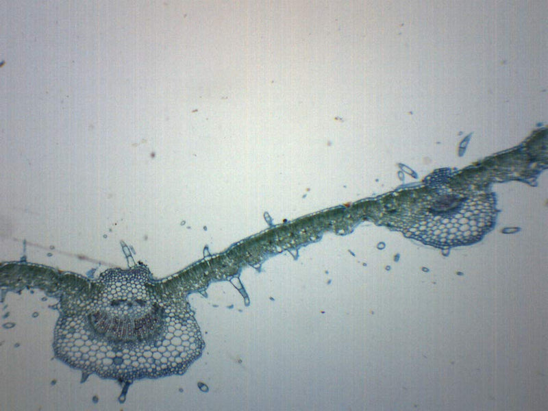 [Australia - AusPower] - 10PK Syringa Vulgaris Leaf, Cross Section - Prepared Microscope Slides - Classroom Pack, 10 Slides in Storage Case - Biology & Microscopy - Eisco Labs Pack of 10 