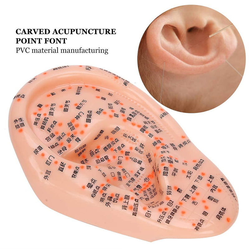 [Australia - AusPower] - Human Ear Acupuncture Anatomical Model with Acupuncture Points 